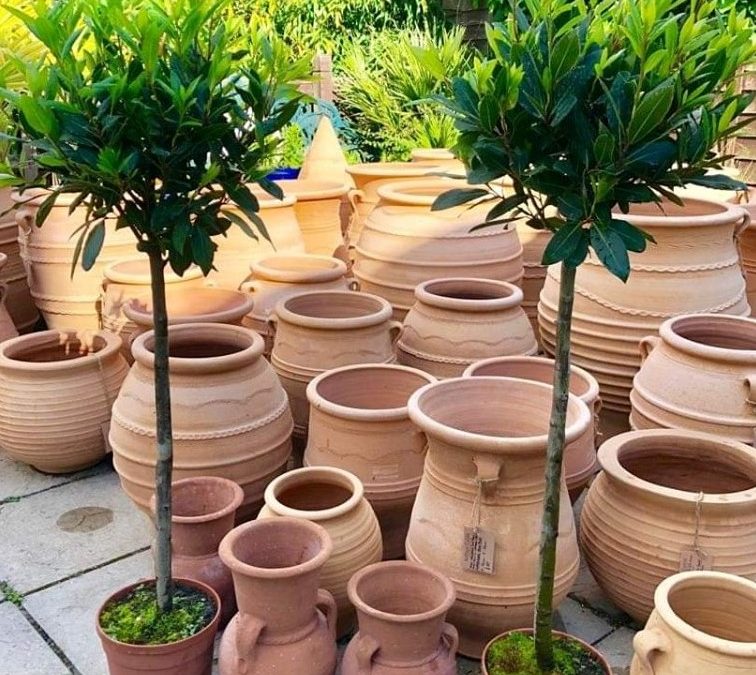 Standard Mediterranean Bay Trees – 1.4 metres high – Grown in Sicily