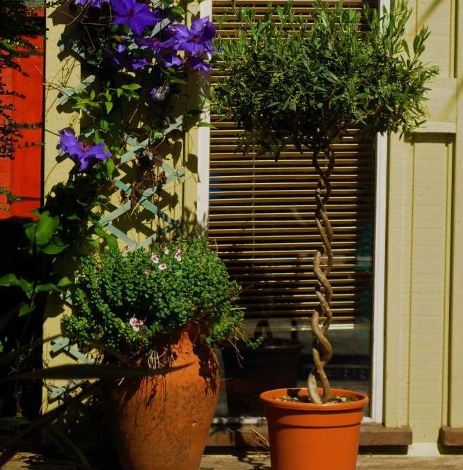 Double Spiral Olive Trees (Olea Europaea)  – 1.2 metres high – Grown in Calabria, Italy