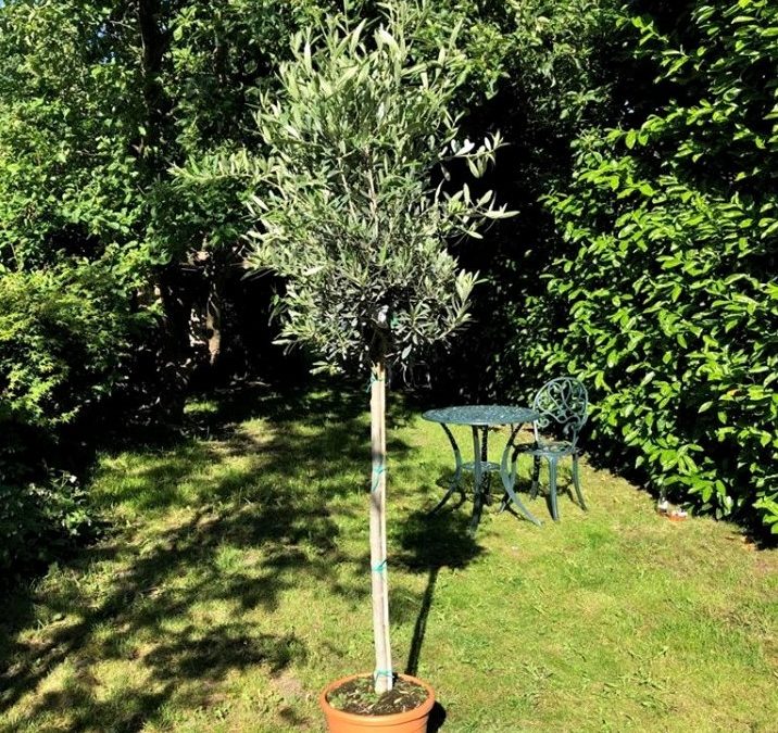Italian Olive Trees (Olea Europaea) – 1.6 metres high and 15 years old – Grown in Calabria, Italy